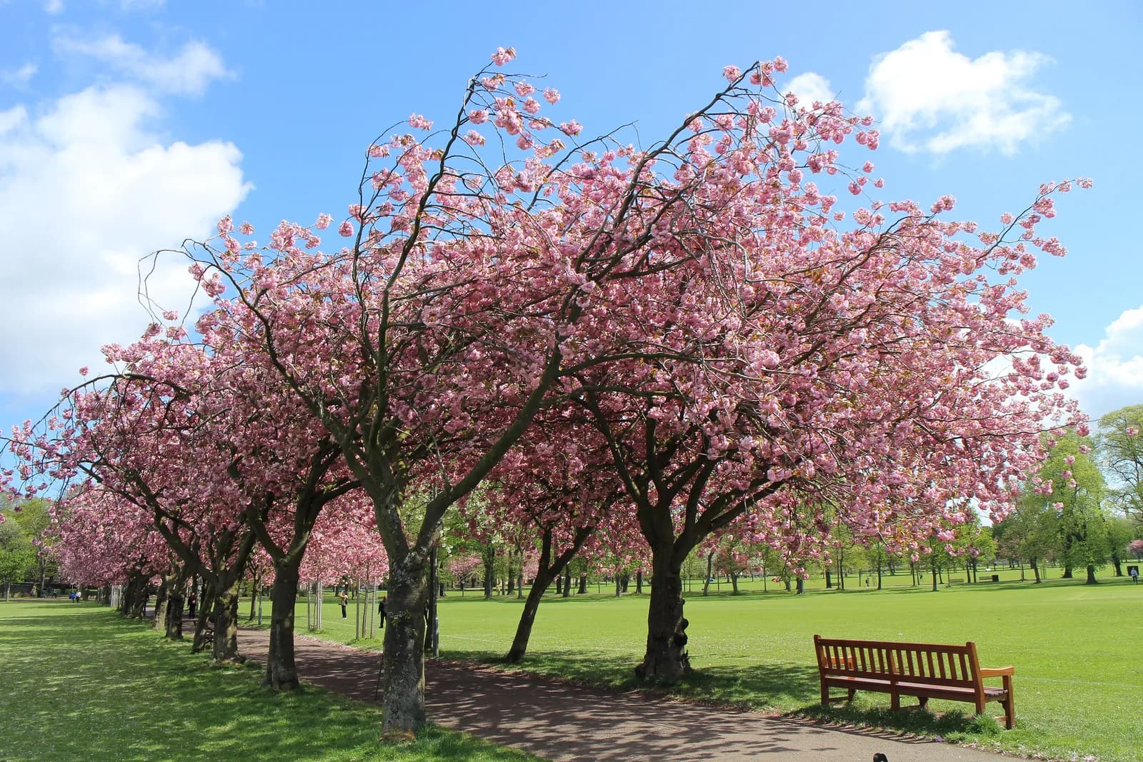Cherry trees in blossom along a path in The Meadows park, Edinburgh